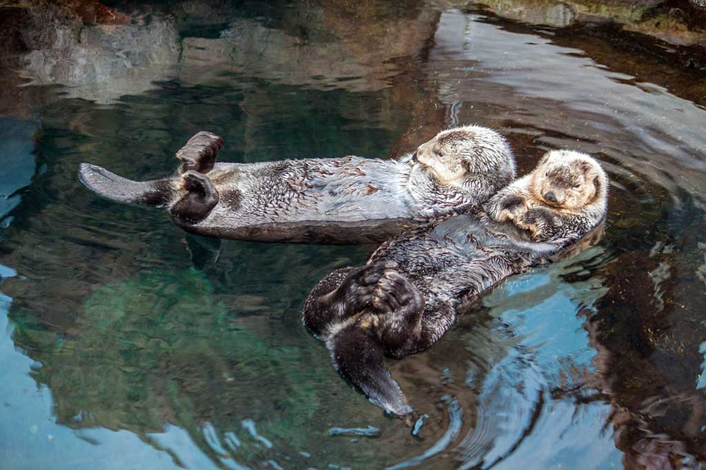 Unglaubliche Tierfakten Otter