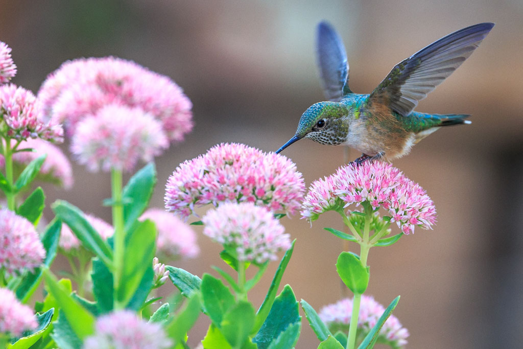 kolibris können rückwärts fliegen