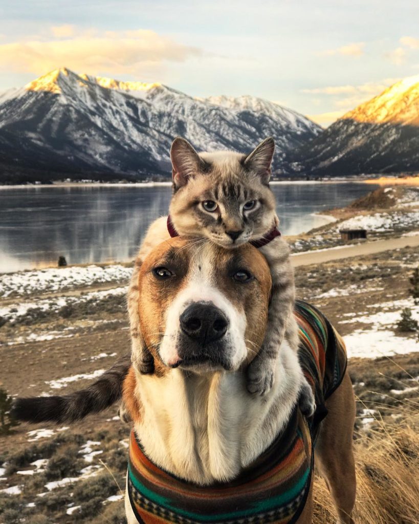 Reisen mit Katze oder Hund