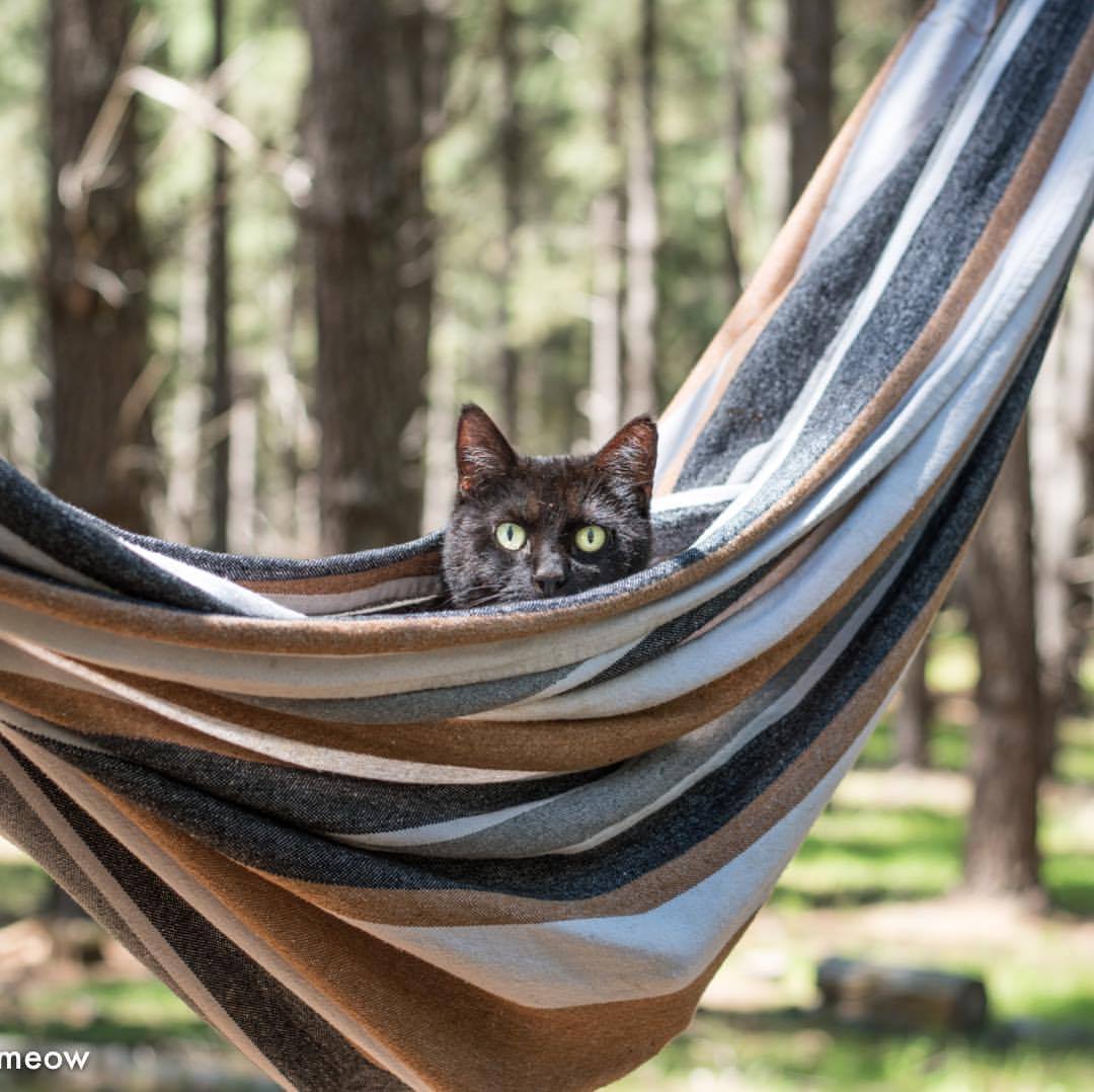 Katze in der Hängematte