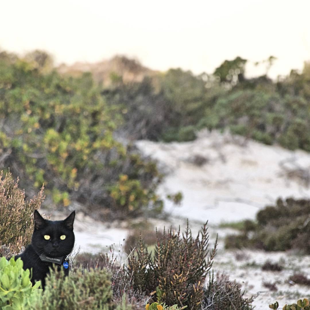 Katze im Campervan