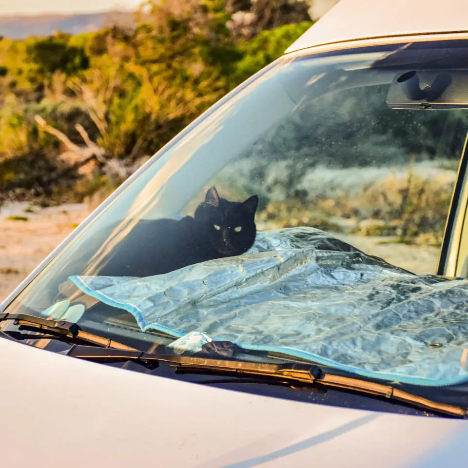 Katze reist im Campervan (13)