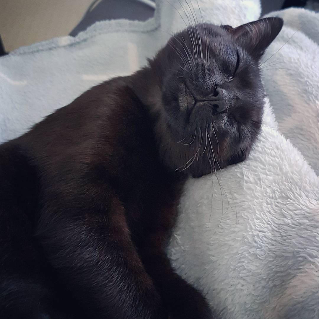 Katze schläft