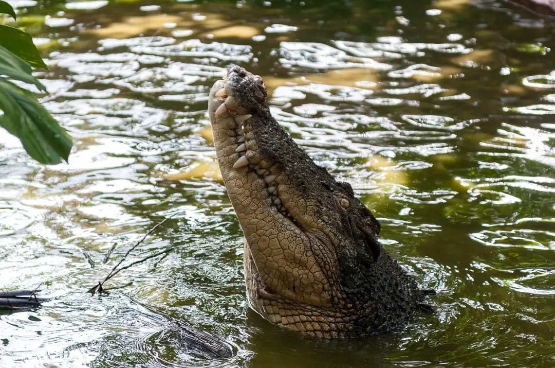 Krokodil schaut aus dem Wasser