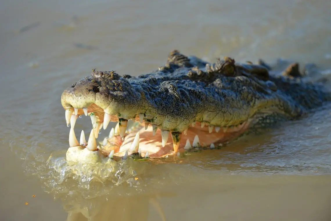 Krokodil schwimmt