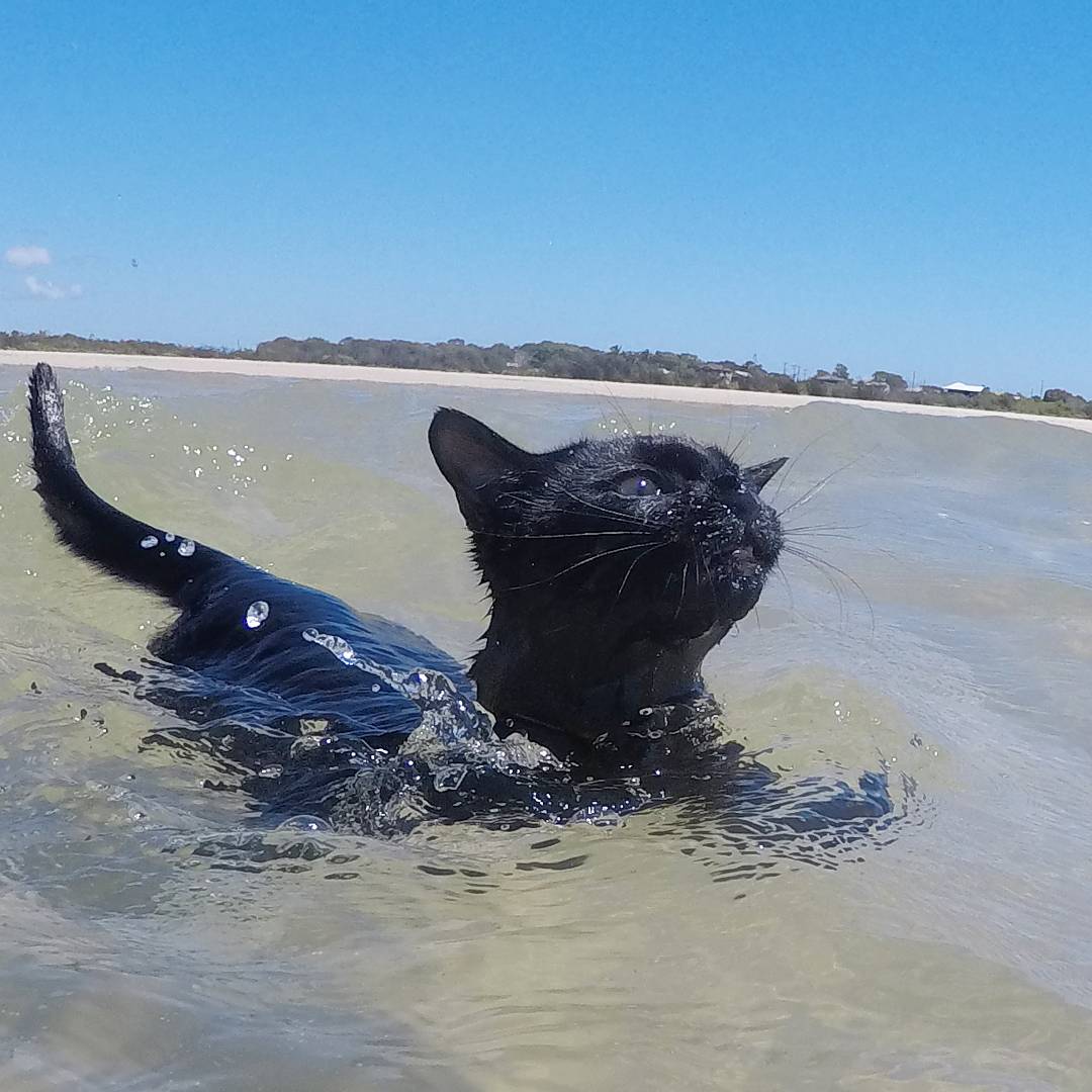 Schwimmende Katze Nathan