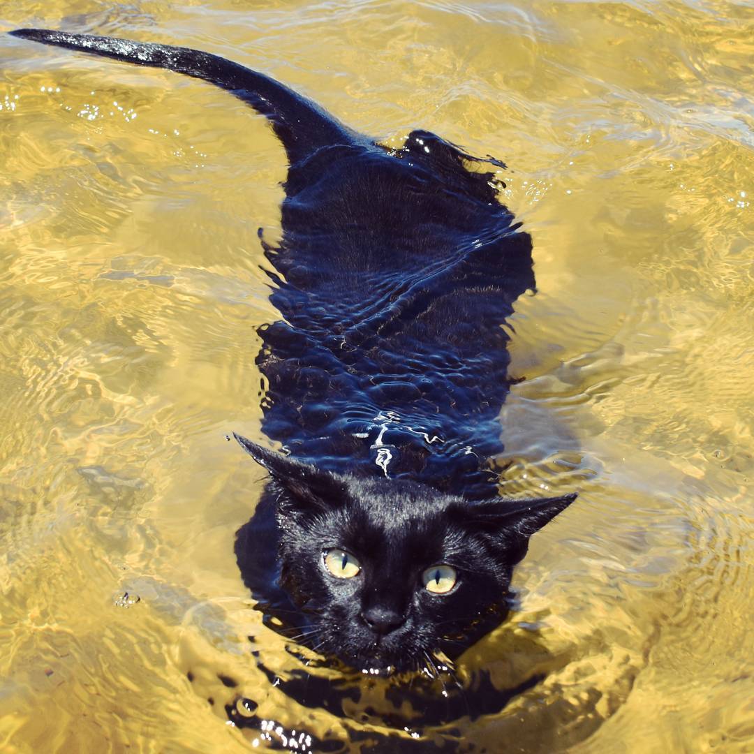 schwimmende Katze