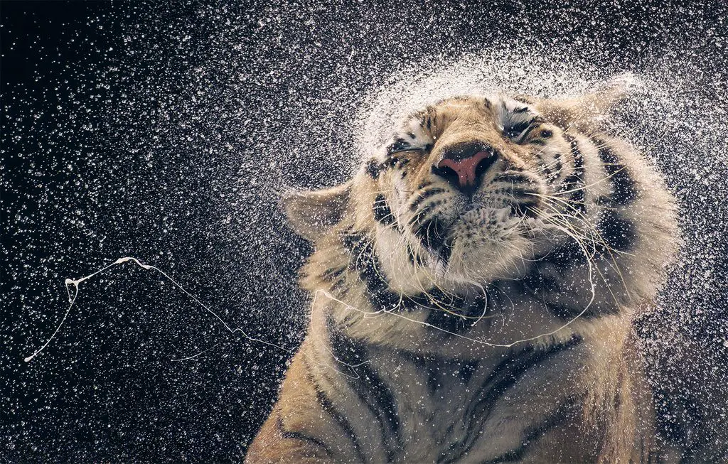 Bengaltiger seltene Tiere