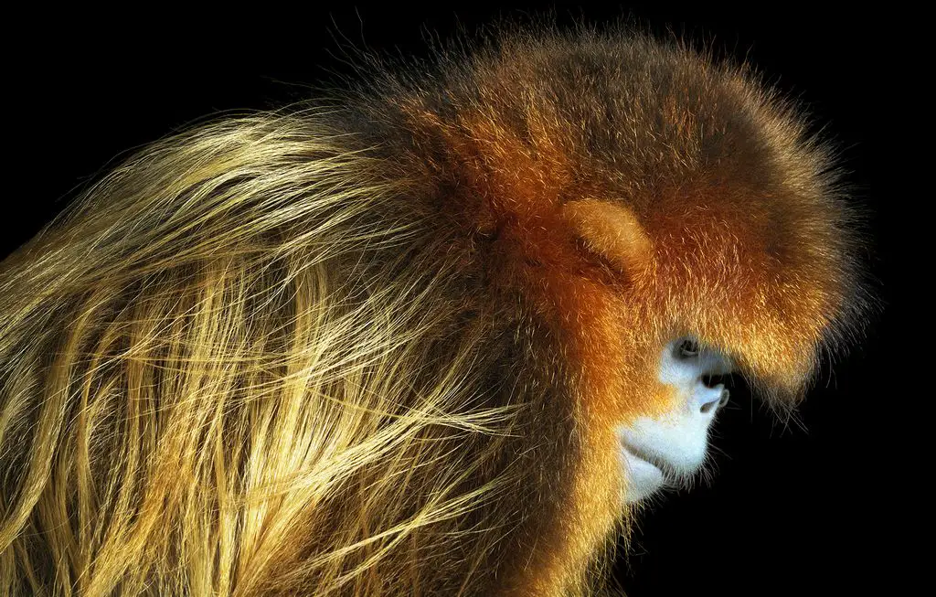 Die seltensten Tiere der Welt Goldstumpfnase