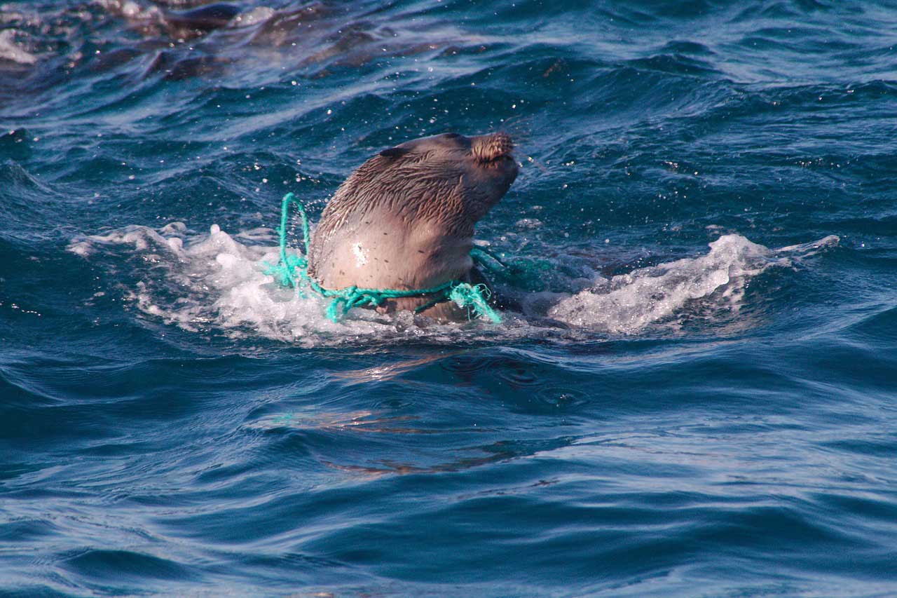 Müll im Meer Tiere