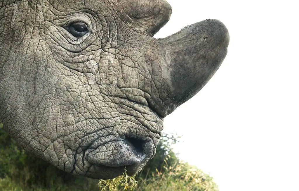 Nördliches Breitmaulnashorn vom aussterben bedroht seltene Tiere