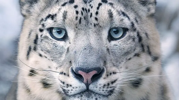 Schneeleopard Augen seltene Tiere