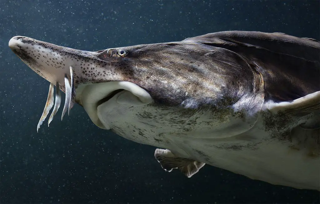 Seltene Tiere Beluga Stör