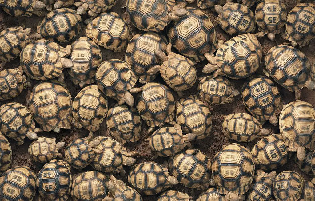 Seltene Tiere Madagassische Schnabelbrustschildkröte