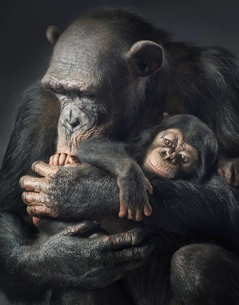 Seltene Tiere Schimpansen