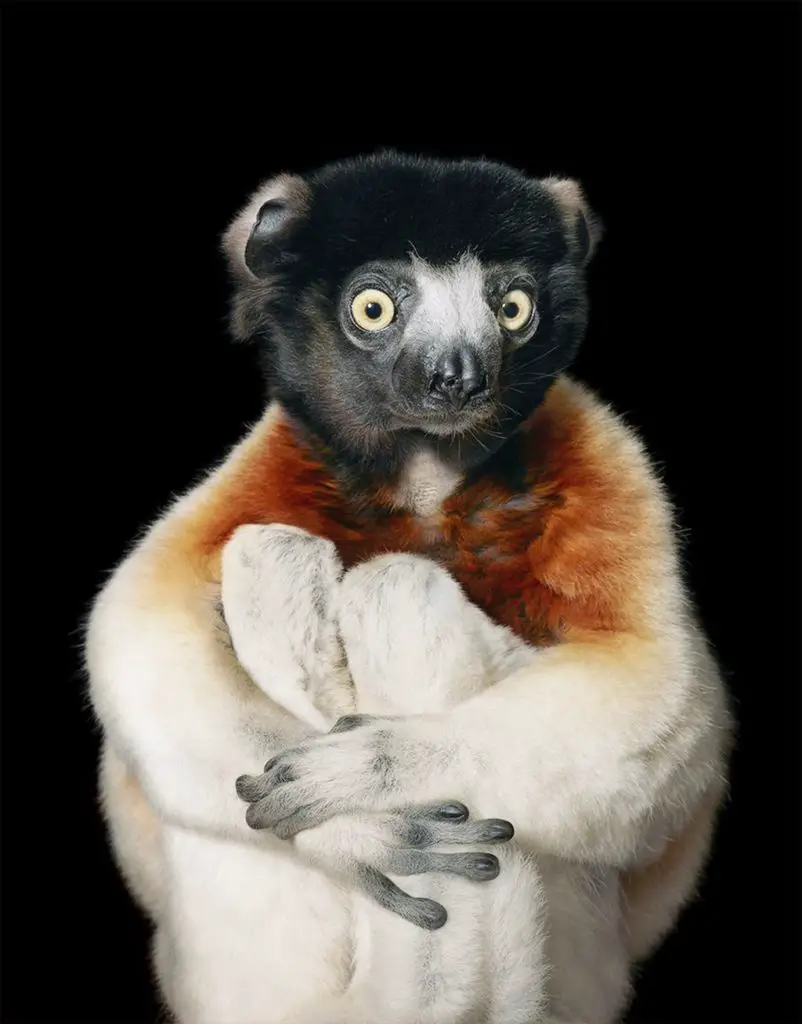 Sifaka die seltensten Tiere