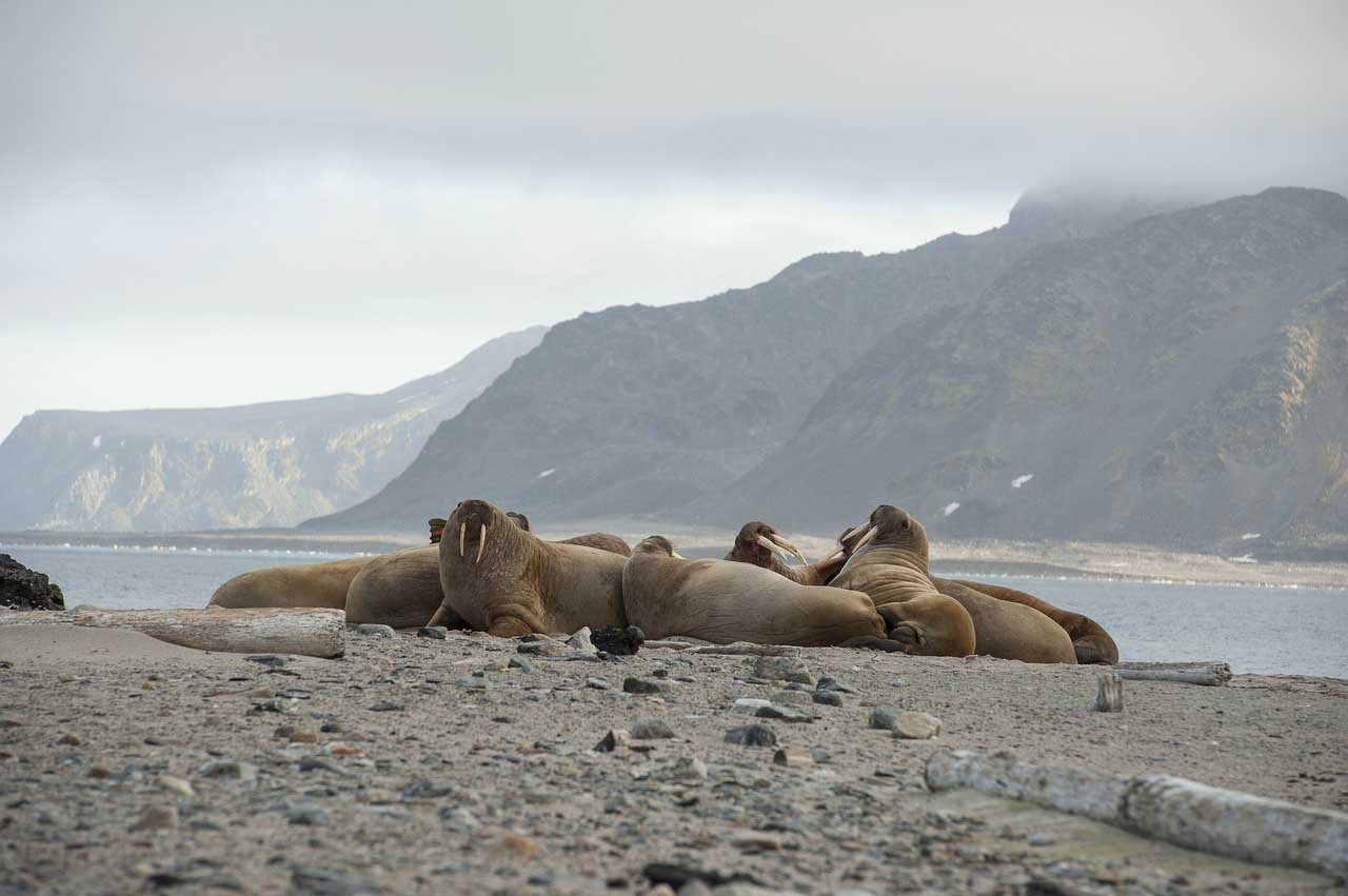Spitzbergen Walross