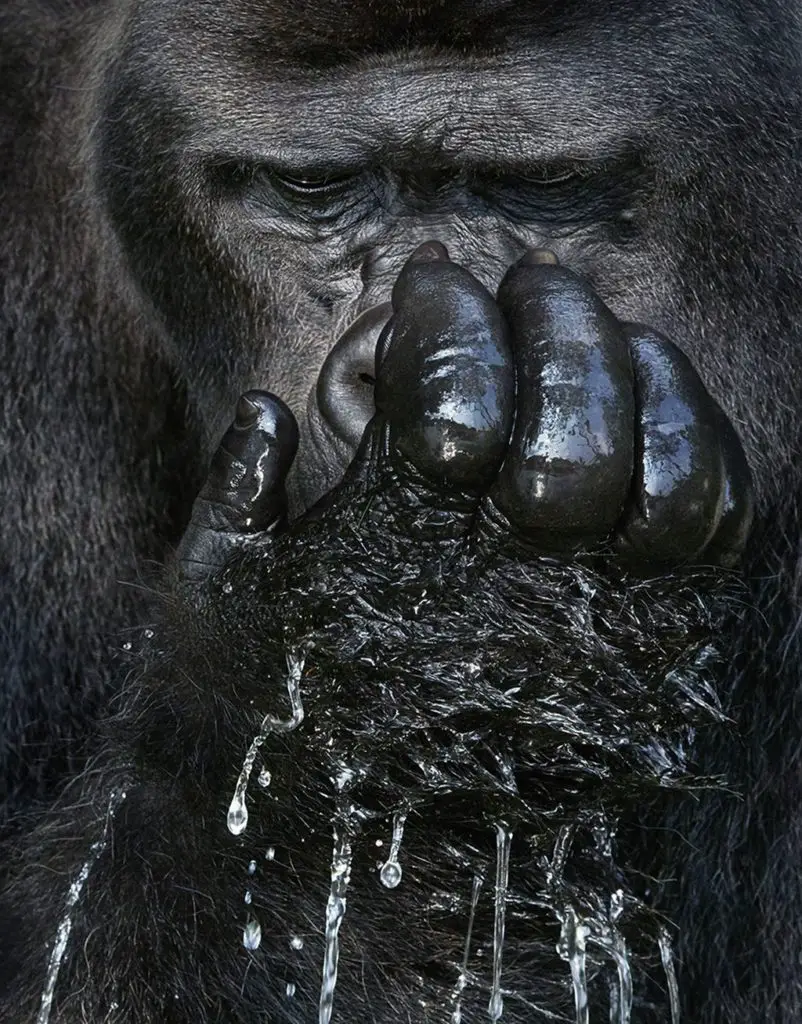 Westlicher Flachlandgorilla seltene Tiere