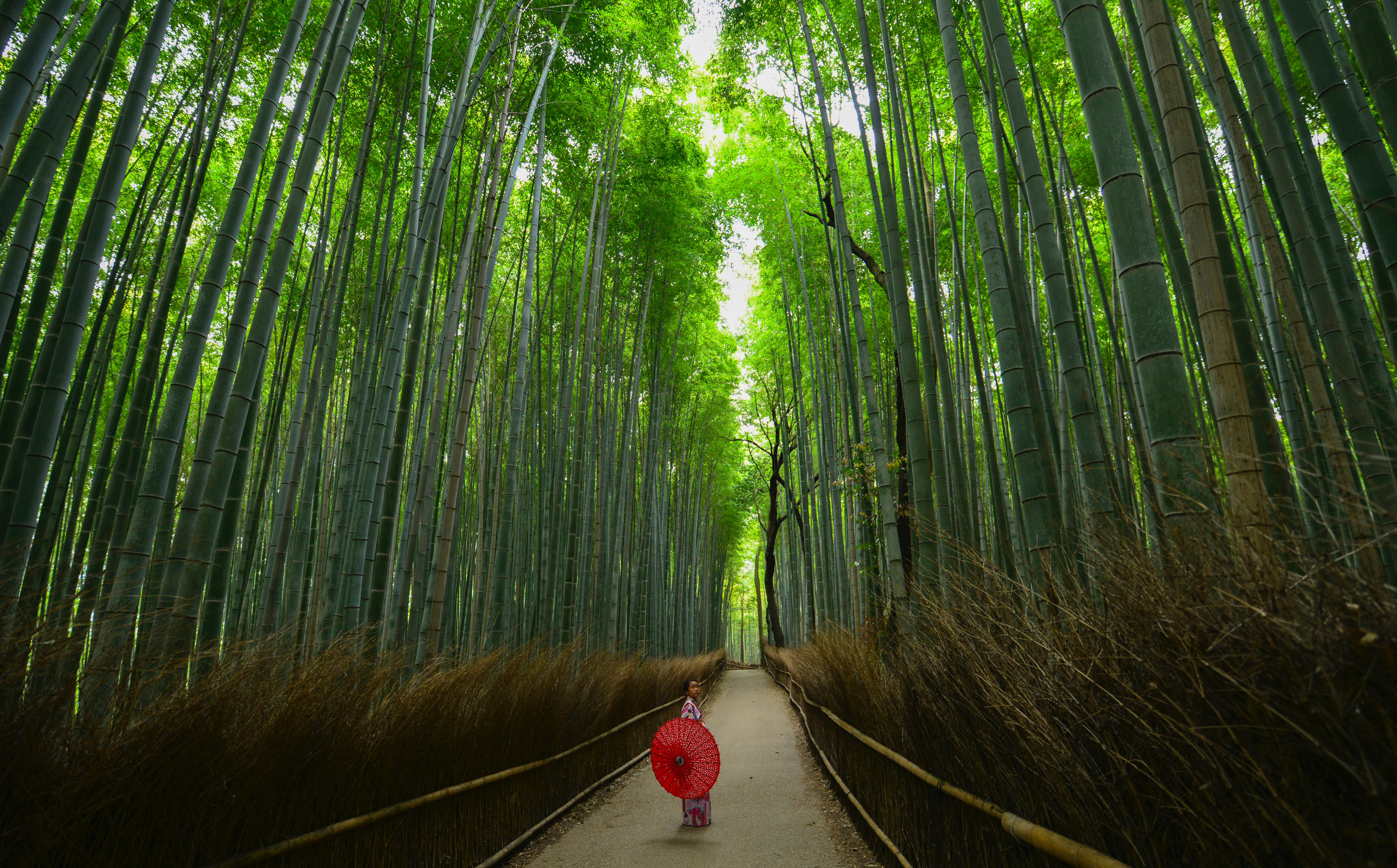 Orte die man gesehen haben muss Arashiyama Bambuswald Kyoto