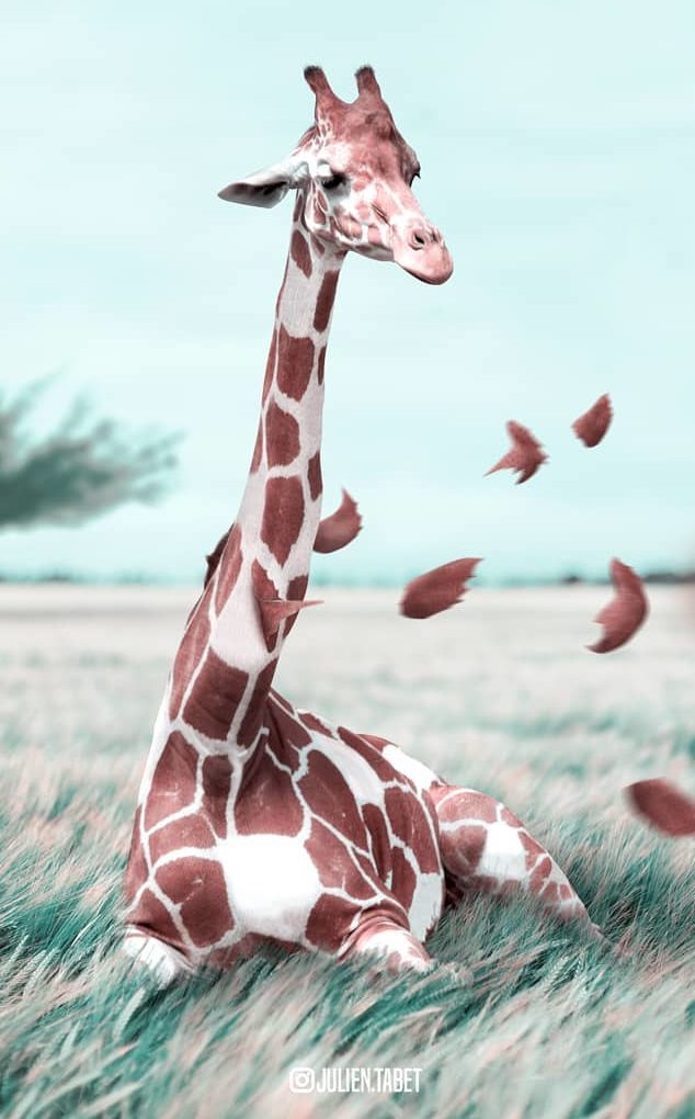 Giraffe verliert ihr Muster