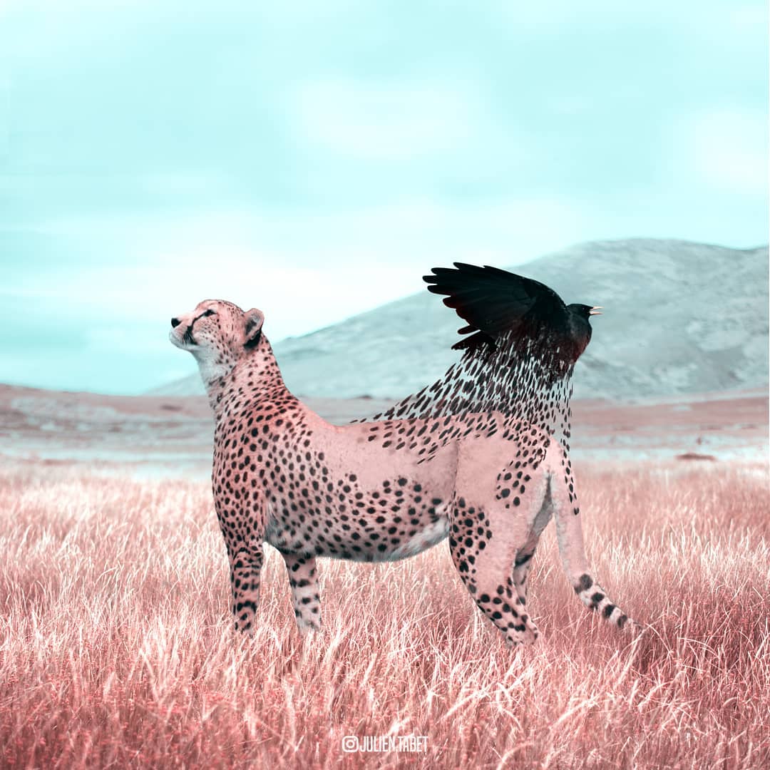 Gepard verliert sein Muster