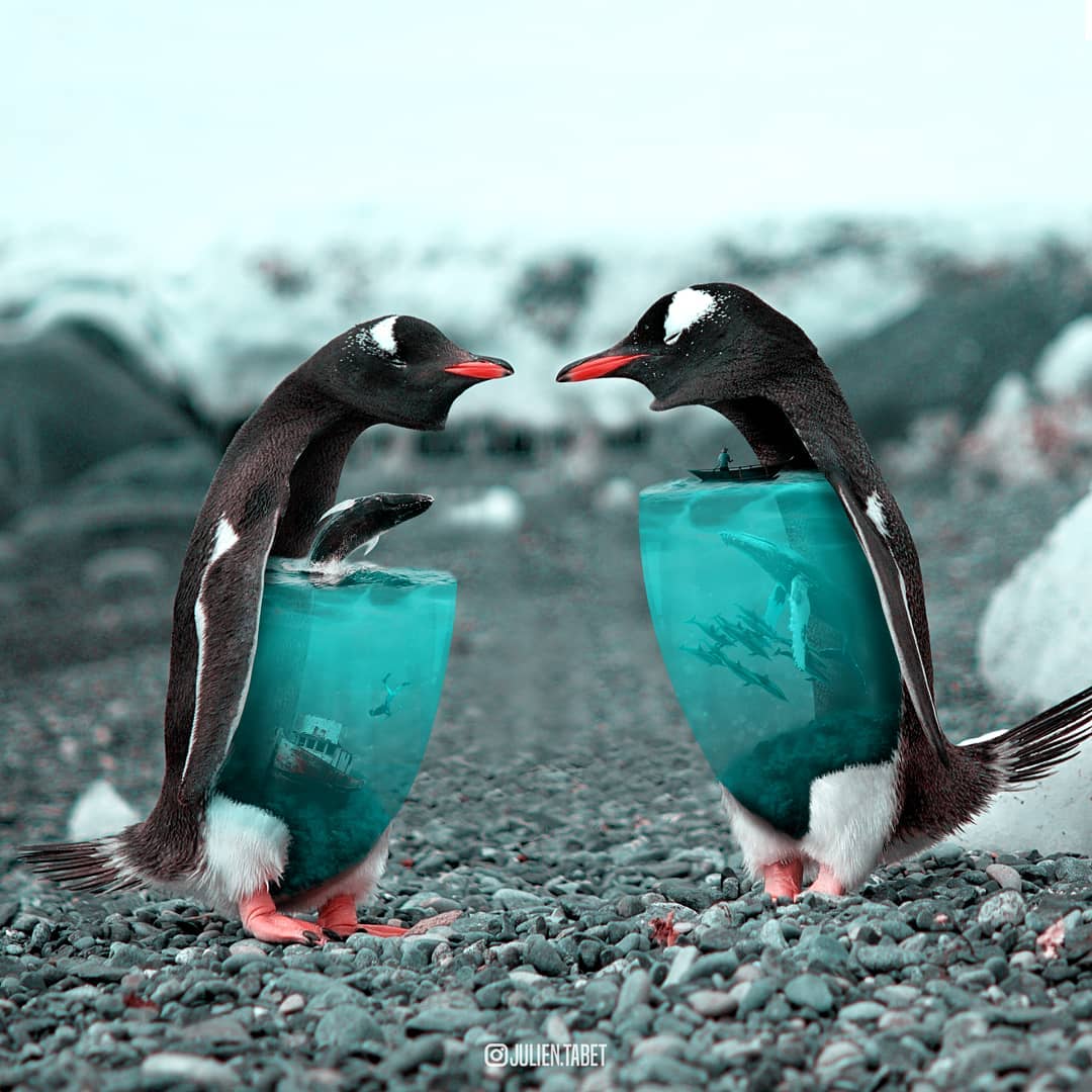 Merkwürdige Pinguine