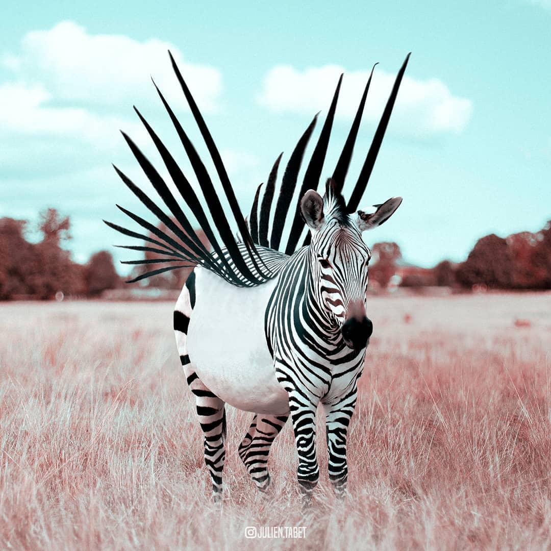 Zebra mit Flügeln
