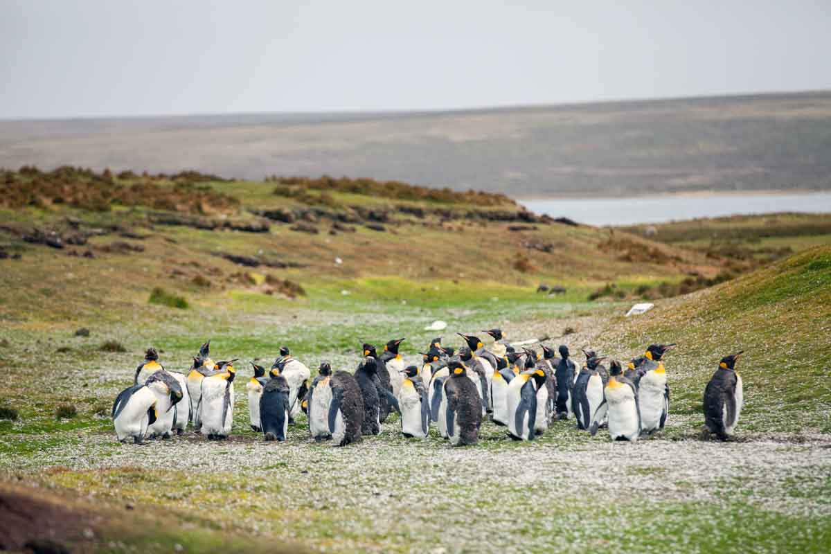 Falklandinseln europäische Inseln