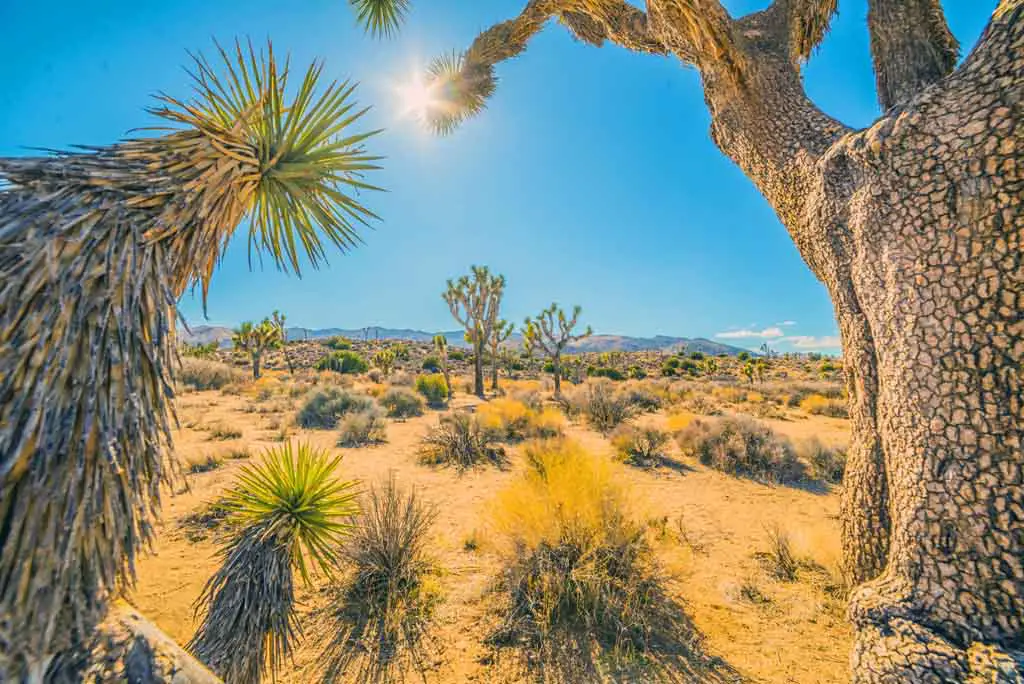 Schönste Nationalparks USA Joshua Tree Nationalpark USA