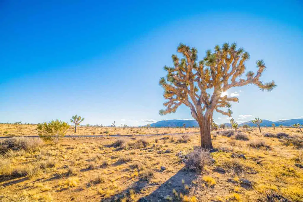 Schönste Nationalparks USA Joshua Tree Nationalpark in Kalifornien
