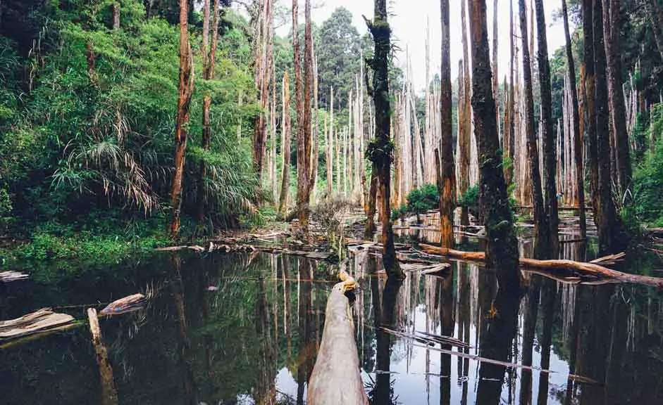 Schönste Nationalparks in den USA Liste Everglades Nationalpark in Florida