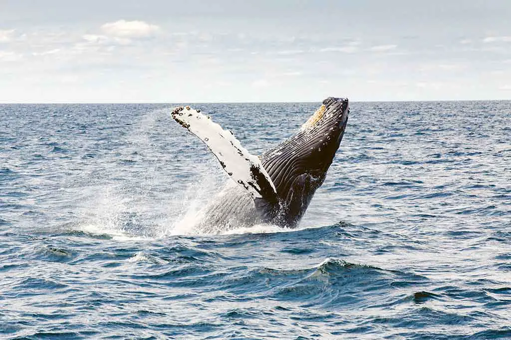 Australien Tiere Buckelwal
