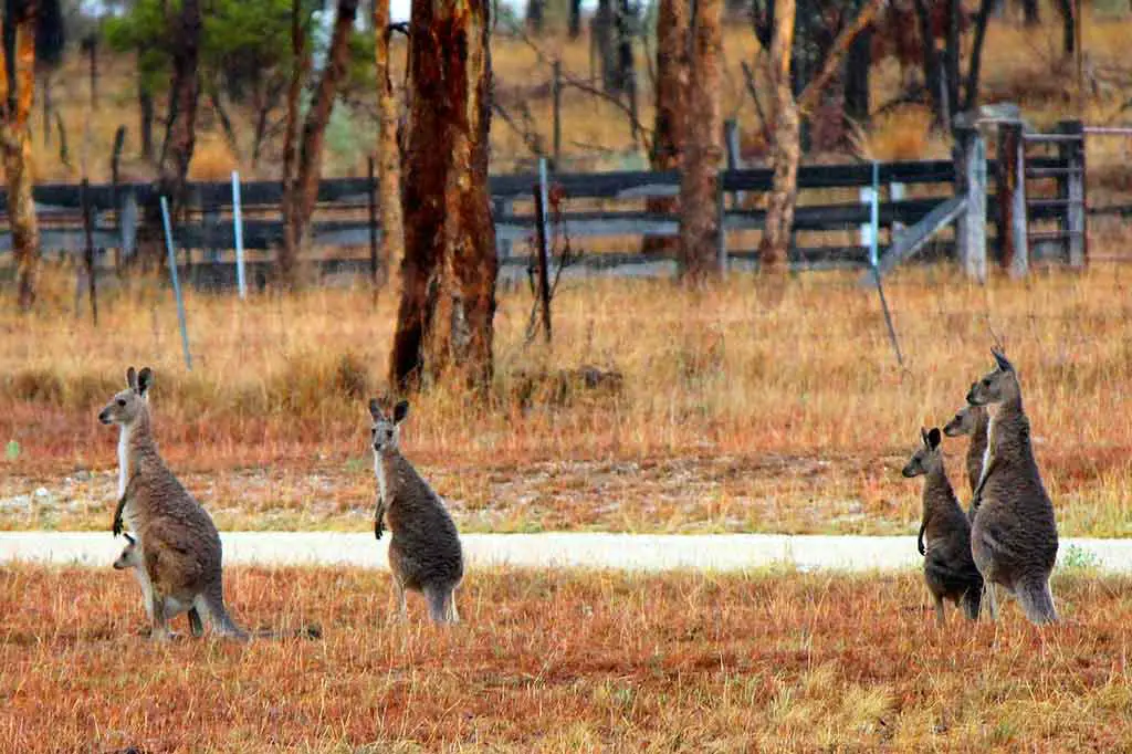 Australien Tiere Wallabys