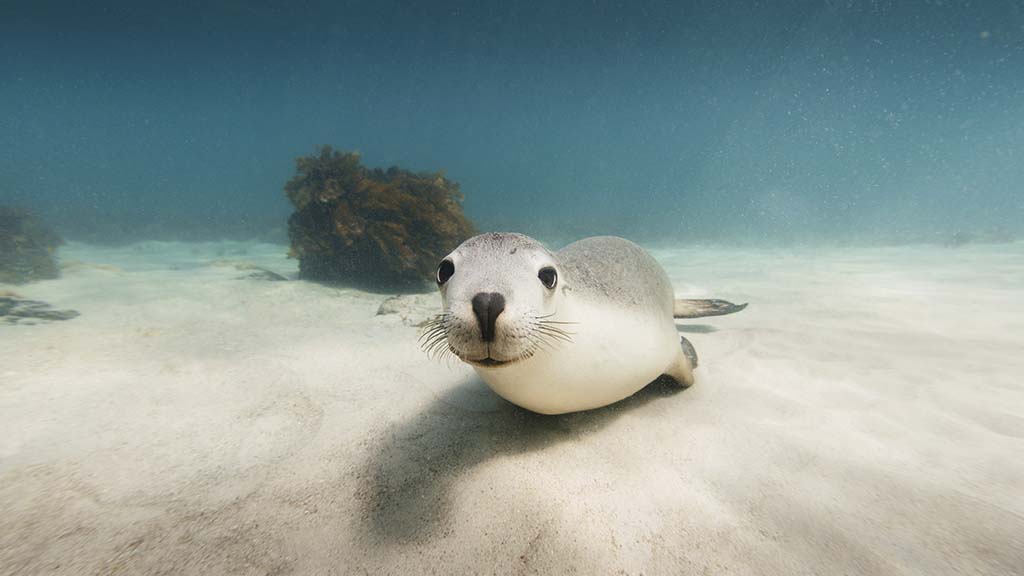 Australien Tiere Australischer Seelöwe