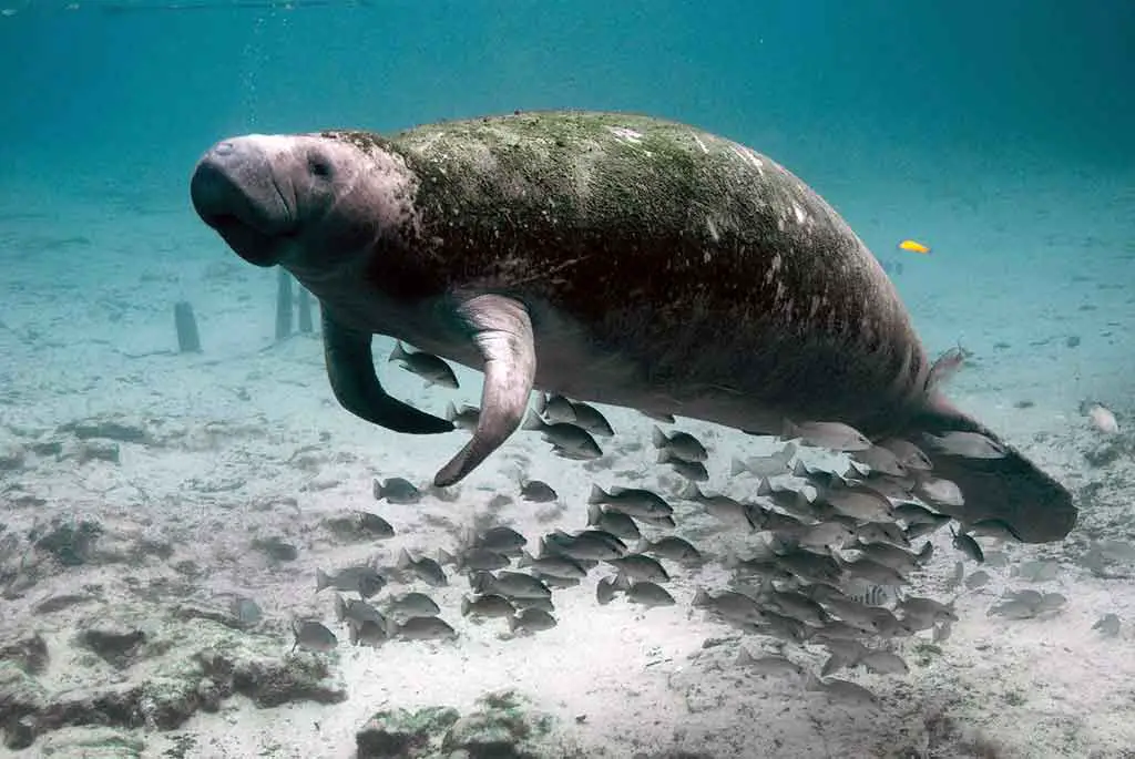 Australische Tiere in Australien Dugong Seekuh