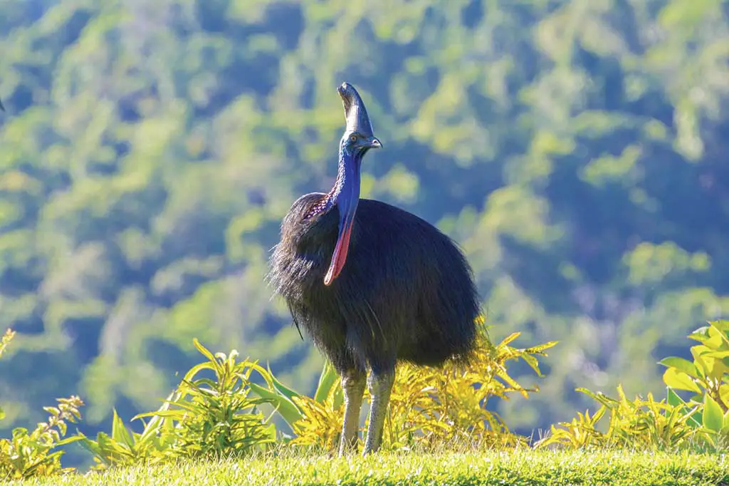 Australischer Vogel Kasuar