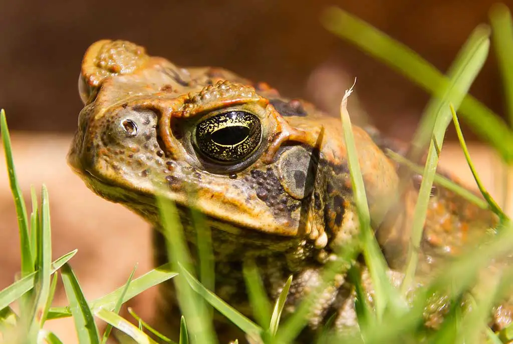 Giftige Tiere Australien Aga Kröte Cane Toad