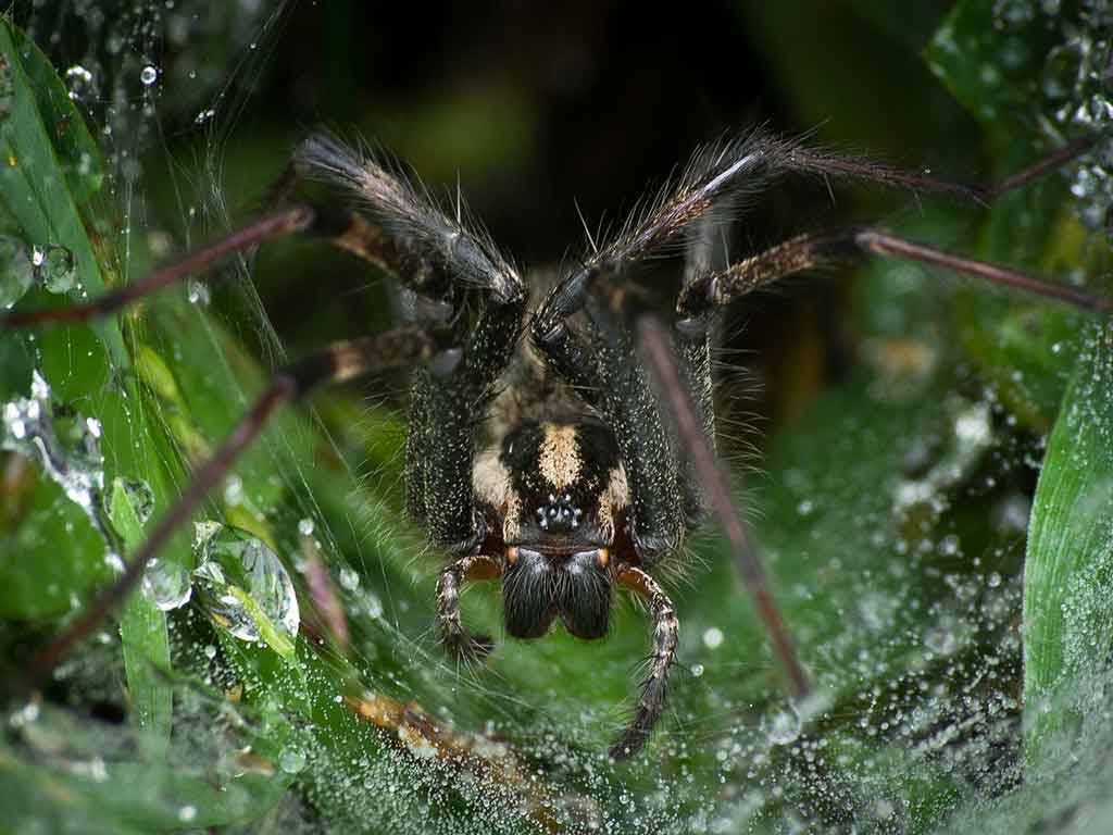 Giftigste Spinne der Welt Australien Trichternetzspinne