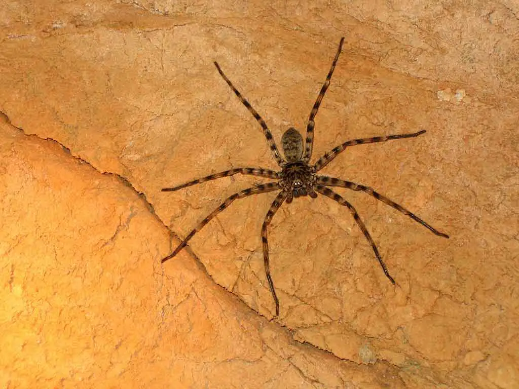 Größte Spinne Australien
