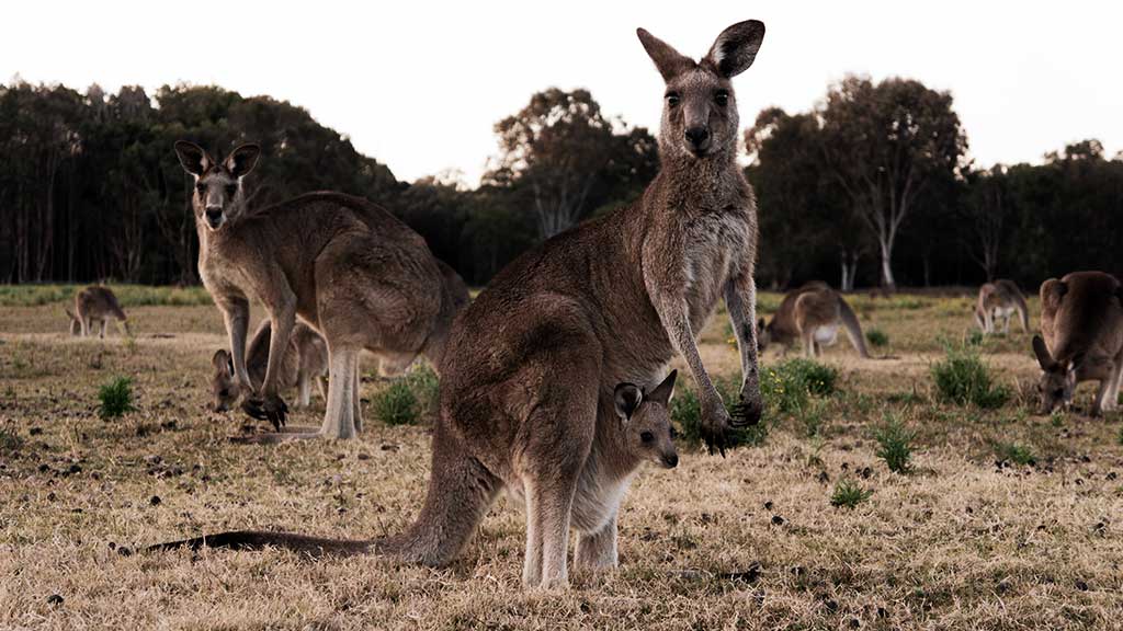 Känguru Australien Tiere