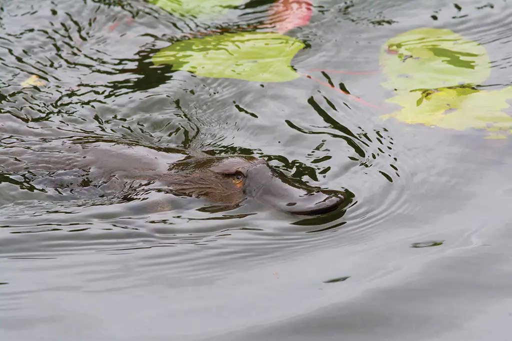 Seltene Tiere in Australien Schnabeltier Platypus