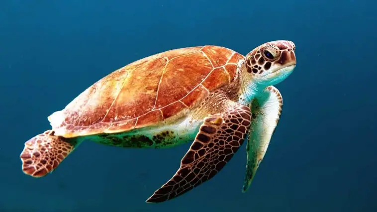 Tiere in Australien Meeresschildkröte