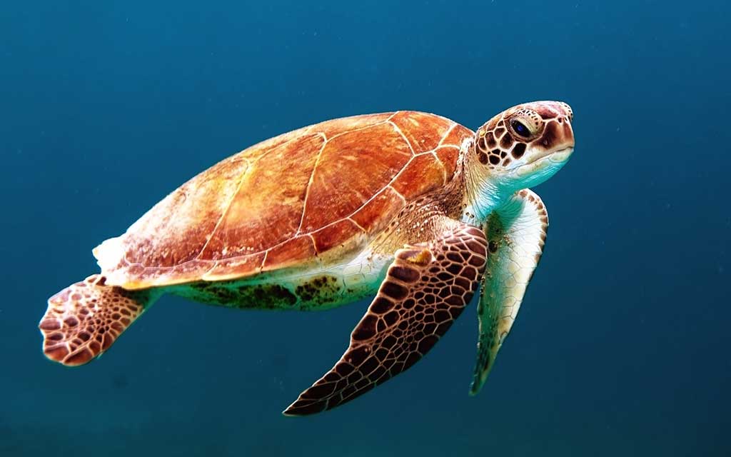 Tiere in Australien Meeresschildkröte
