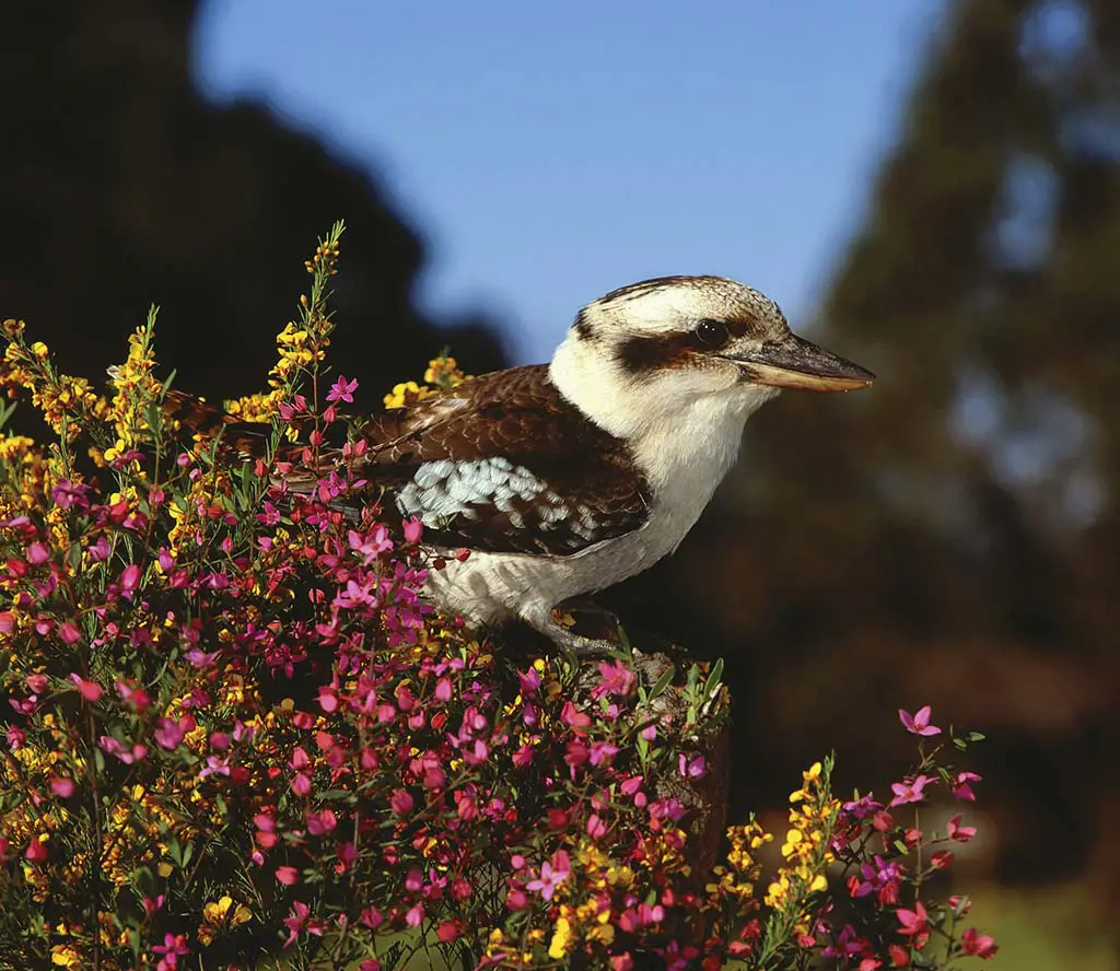 Vögel in Australien Kookaburra