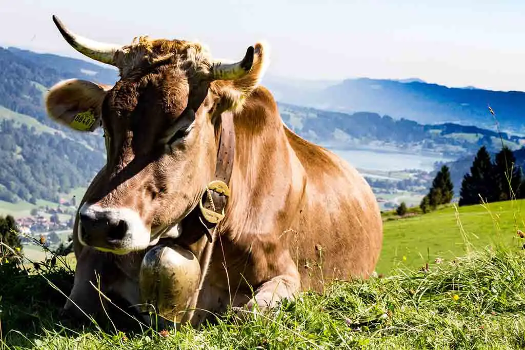 Wandern im Allgäu Reisetipps Oberstaufen