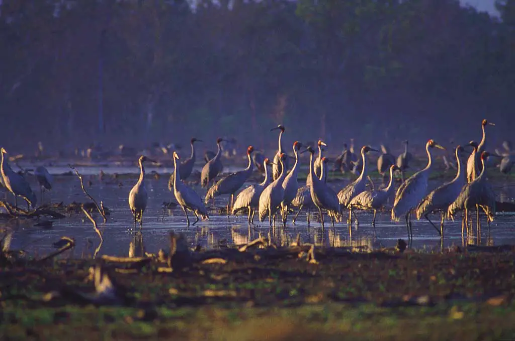 Welche Tiere gibt es in Australien Vögel Brolga