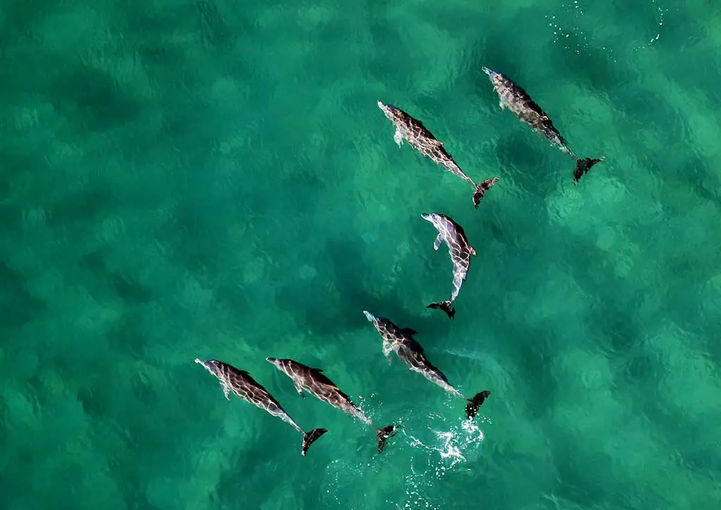 Welche Tiere gibt es in Australien?