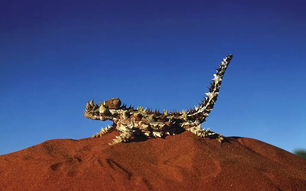 Tierwelt Australien Dornteufel