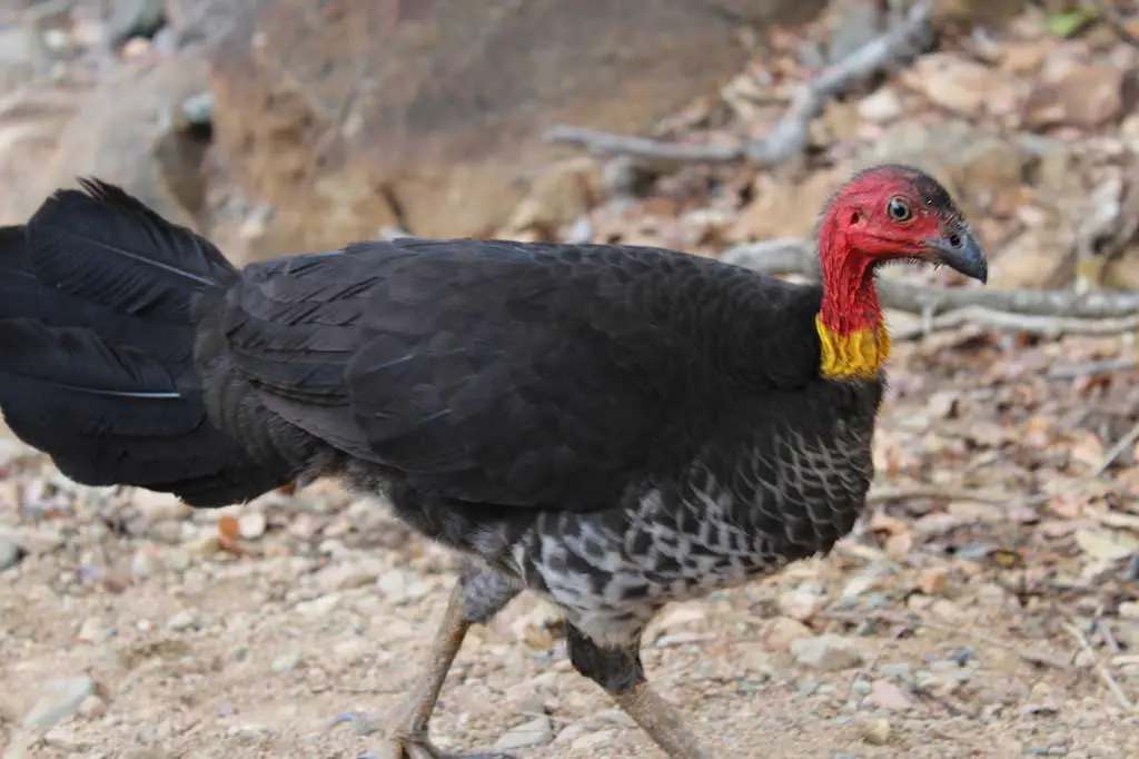 Australien Tiere Brush Turkey
