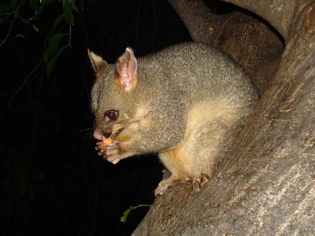 Australien Tiere Possum Kusus